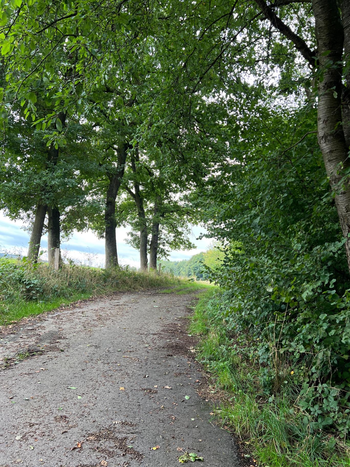 Grüner Weg unter dichten Baumkronen, im Sommerlicht