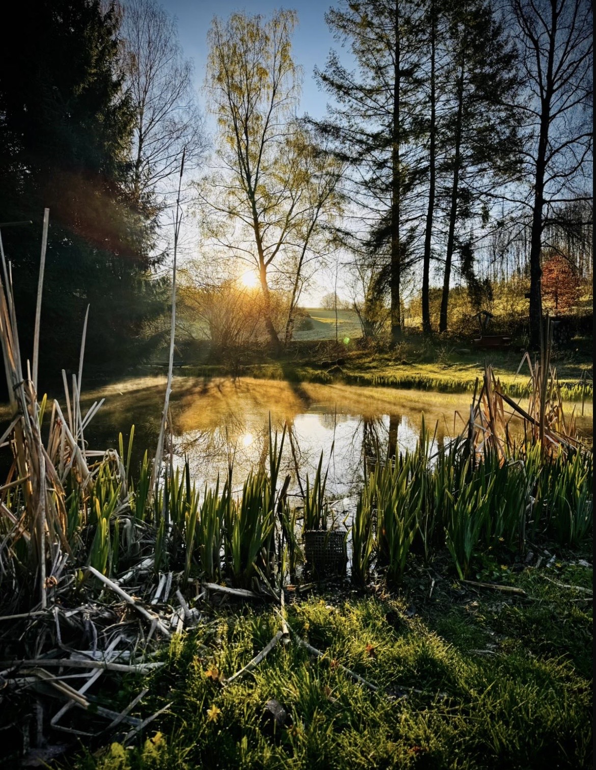 Sonnenaufgang über einem stillen Teich, Schilf im Vordergrund